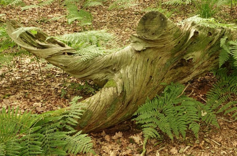 Coaching in de Natuur Drenthe, Emmen, Borger