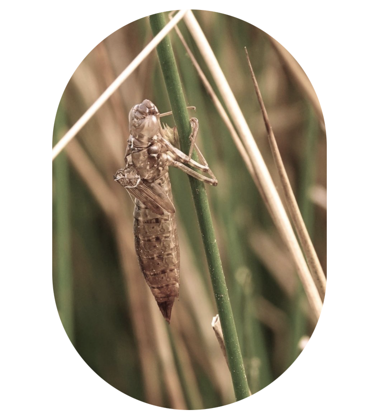 Advies bij Yin Therapie