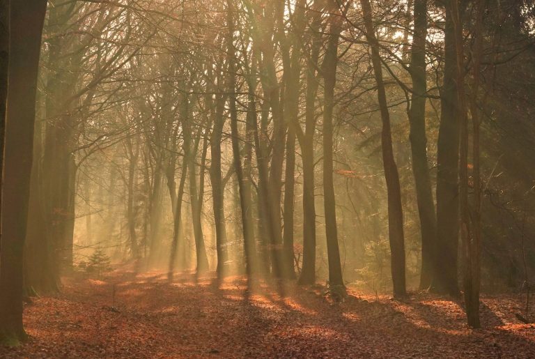 Zonnestralen door een bos met bomen en een bed van herfstbladeren. Yin Massage